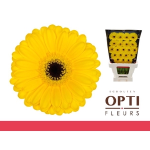 Germini Pacman Diamond