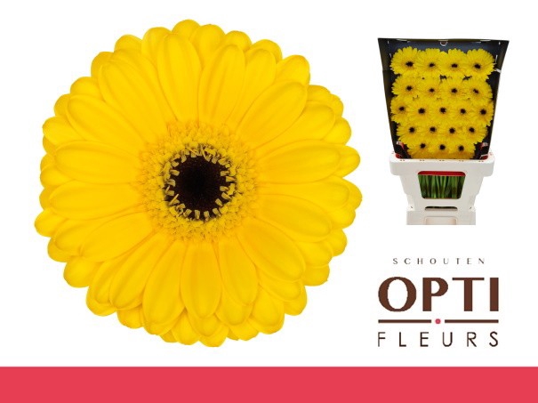 <h4>Germini Pacman Diamond</h4>