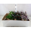 Planten Groen   ...mix  3