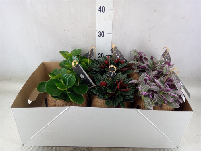 Planten Groen   ...mix  3