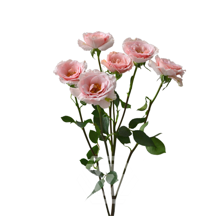 <h4>R TR BE LOVING Tessa</h4>