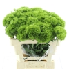 DI BARB GREEN WICKY