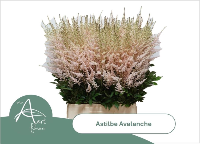 <h4>Astil Ja Avalanche</h4>