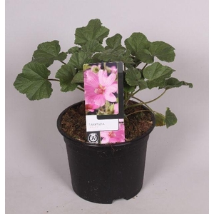 Lavatera 'Rosea' 17 cm