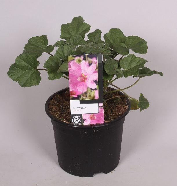 <h4>Lavatera 'Rosea' 17 cm</h4>