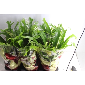 ASPLENIUM CRISSIE P20