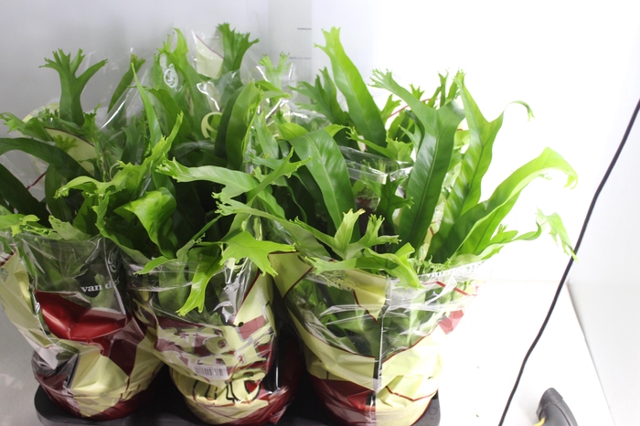 <h4>ASPLENIUM CRISSIE P20</h4>