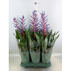 Aechmea  'Blue Rain'