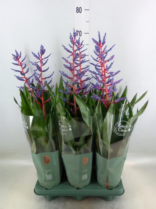 <h4>Aechmea 'Blue Rain'</h4>