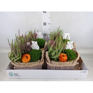 Arr.   Tuinplanten L%