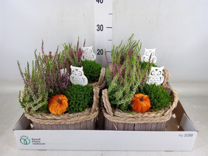 <h4>Arr.   Tuinplanten L%</h4>