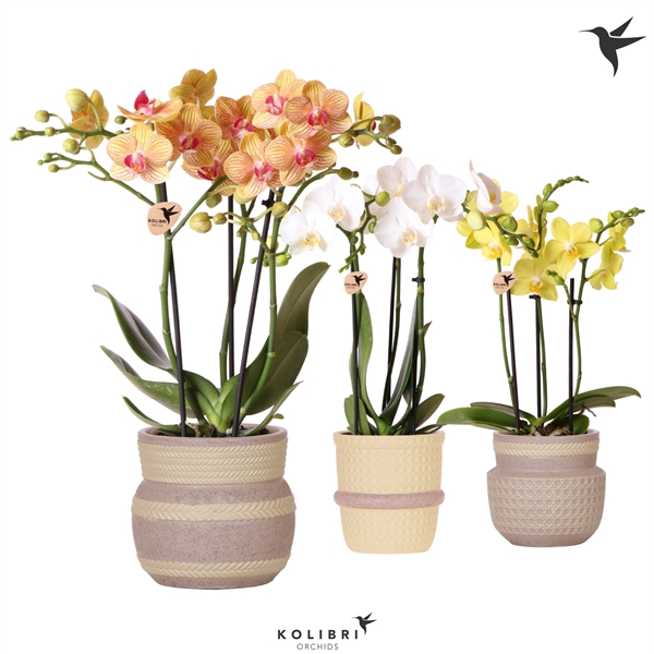 <h4>Phalaenopsis Multifloratypes overig</h4>