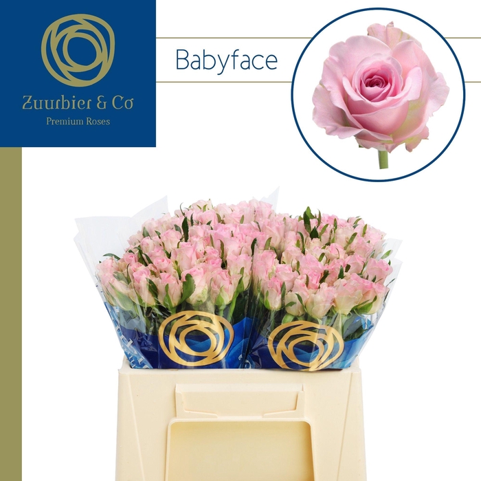 <h4>R GR BABYFACE 35</h4>