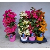 BOUGAINV DANIA