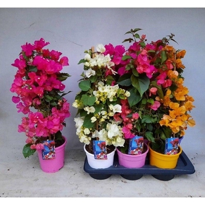 BOUGAINV DANIA