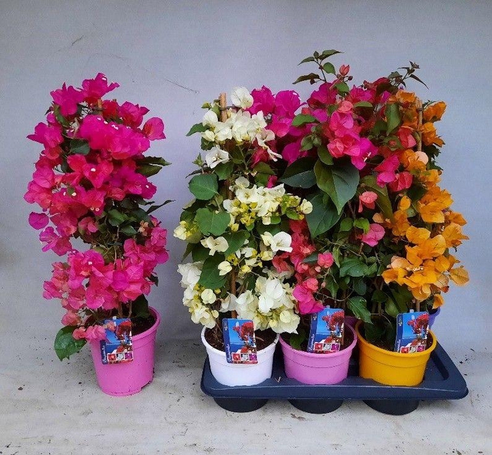 <h4>BOUGAINV DANIA</h4>