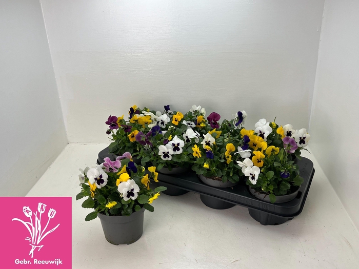 <h4>VIO TRICOLOR</h4>