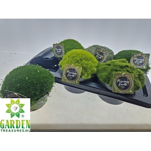 VASTE PLANTEN OV