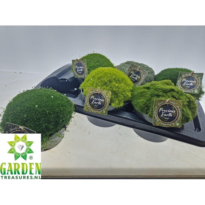 <h4>VASTE PLANTEN OV</h4>