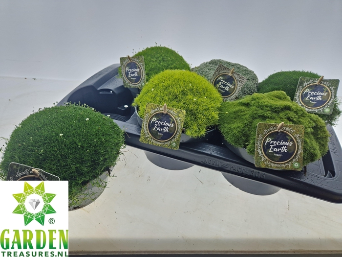 VASTE PLANTEN OV