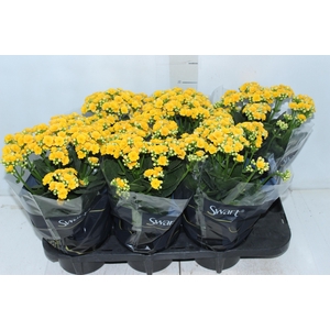 KALANCHOE DOBRADO P15 AMARELO