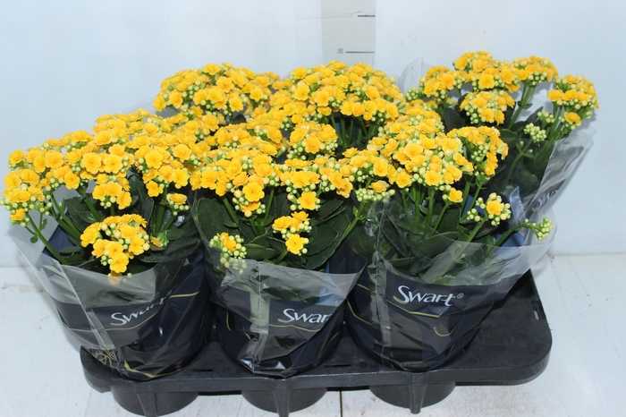 <h4>KALANCHOE DOBRADO P15 AMARELO</h4>