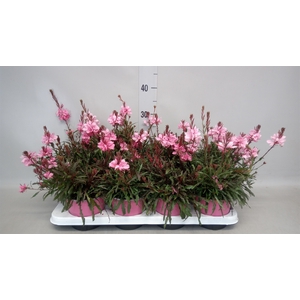 Gaura lindheimeri   ...