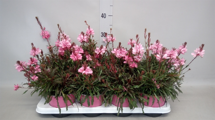 <h4>Gaura lindheimeri   ...</h4>