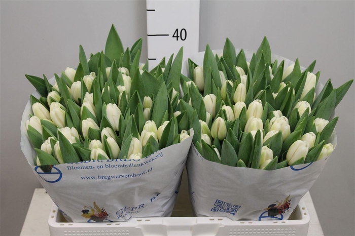 <h4>Tu En Antarctica</h4>