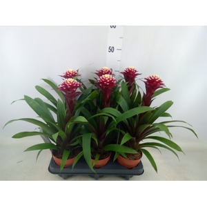 Guzmania  'Francesca'