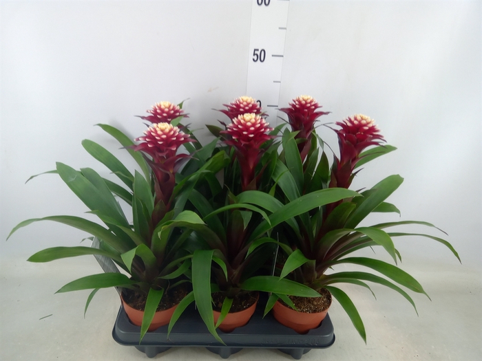 <h4>Guzmania  'Francesca'</h4>