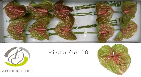 <h4>Anthurium Pistache</h4>