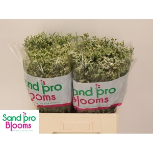 LIM SIN SEN P COLADA