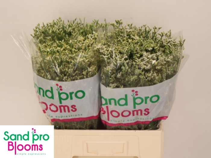 <h4>LIM SIN SEN P COLADA</h4>