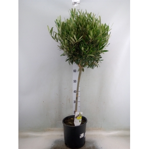 Olea europaea