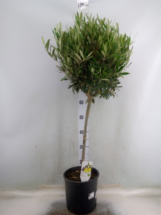 <h4>Olea europaea</h4>