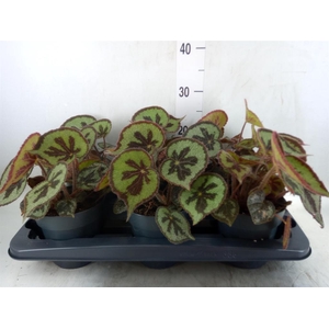 Begonia BD masoniana 'Mountain'
