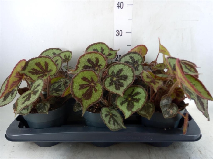 <h4>Begonia BD masoniana 'Mountain'</h4>