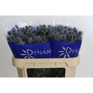 Eryngium Blue Dynamite