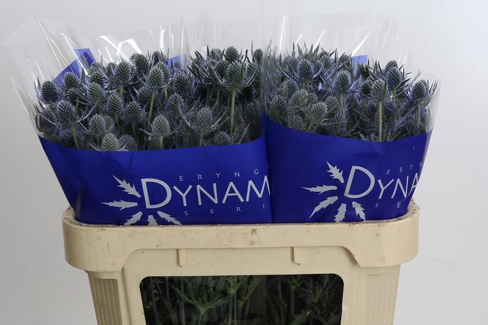 Eryngium Blue Dynamite