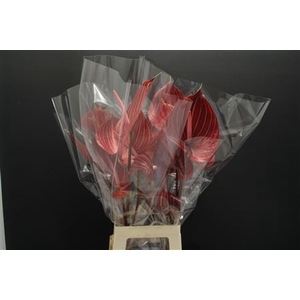 Anthurium Safari