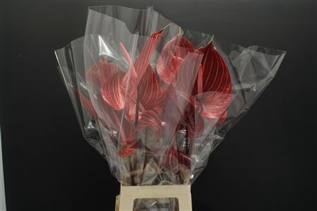 <h4>Anthurium Safari</h4>