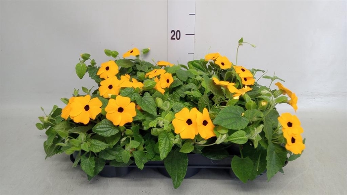 <h4>Thunbergia alata</h4>