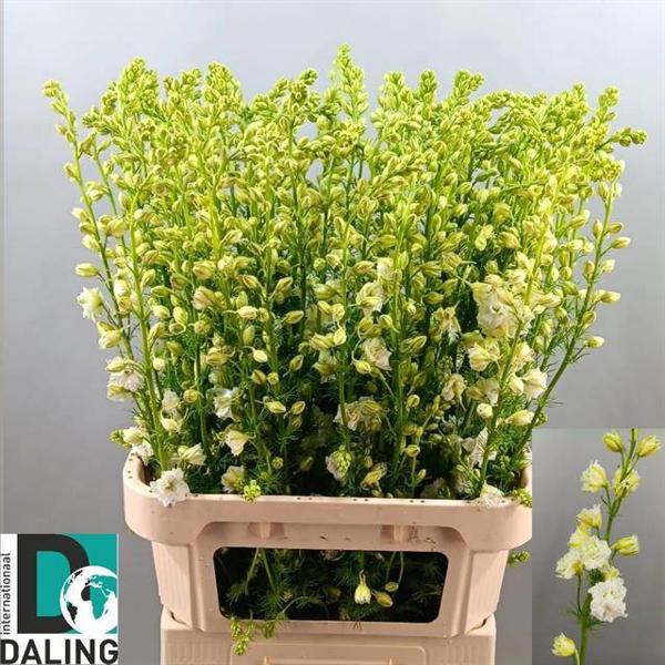 <h4>Delph Ridder White Daling</h4>