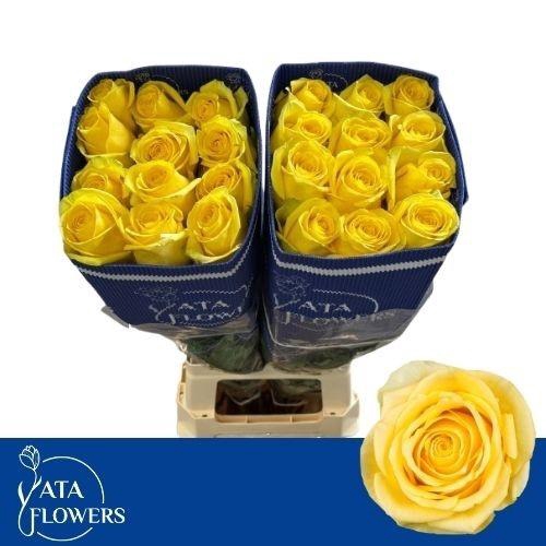 <h4>R GR STARDUST</h4>