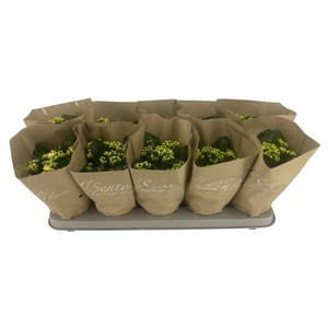 KAL GE PERFECTA WHIT