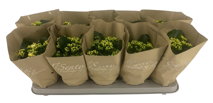 <h4>KAL GE PERFECTA WHIT</h4>