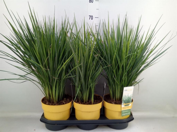 <h4>Dianella caerulea</h4>