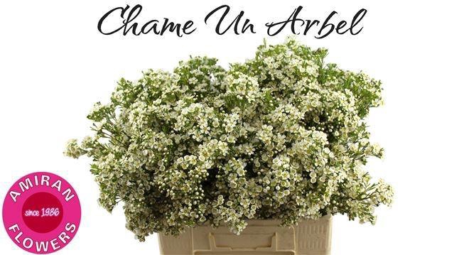 <h4>CHAME UN ARBEL</h4>