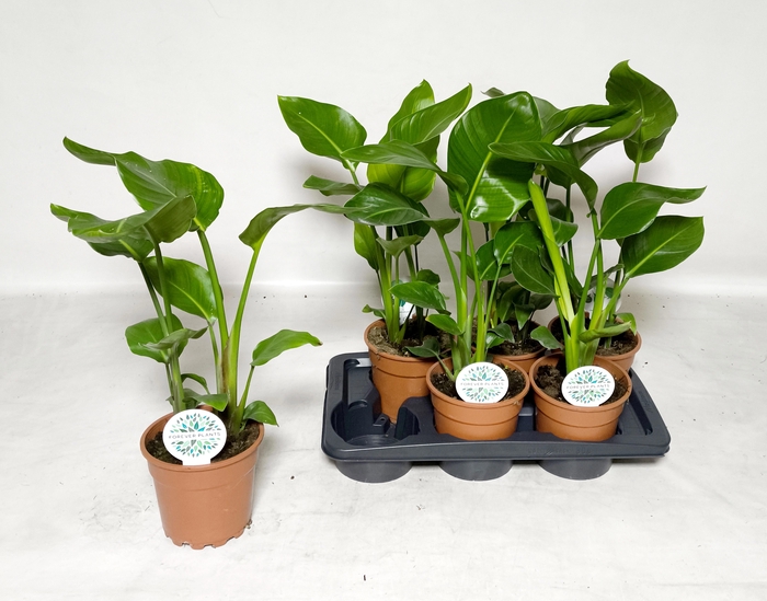 <h4>STRELITZIA NICOLAI</h4>